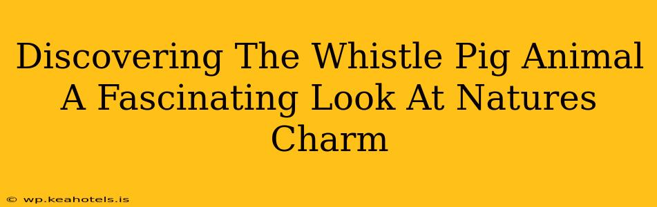 Discovering The Whistle Pig Animal A Fascinating Look At Natures Charm